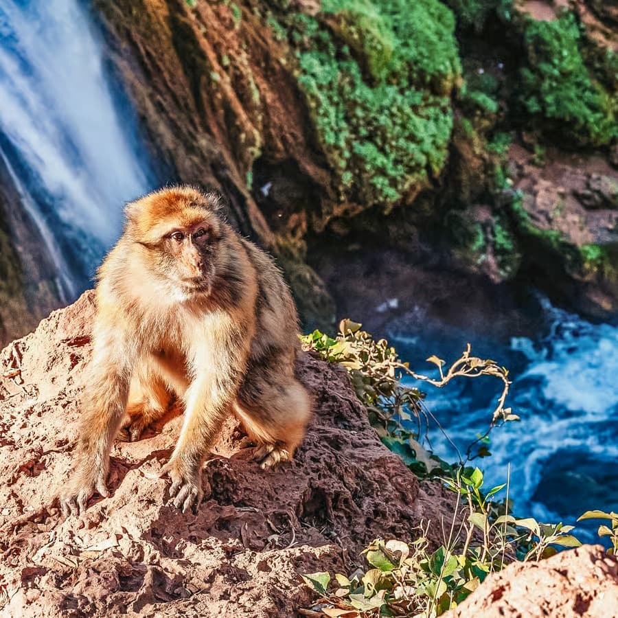Excursión privada de un día a las Cascadas de Ouzoud desde Marrakech image 28