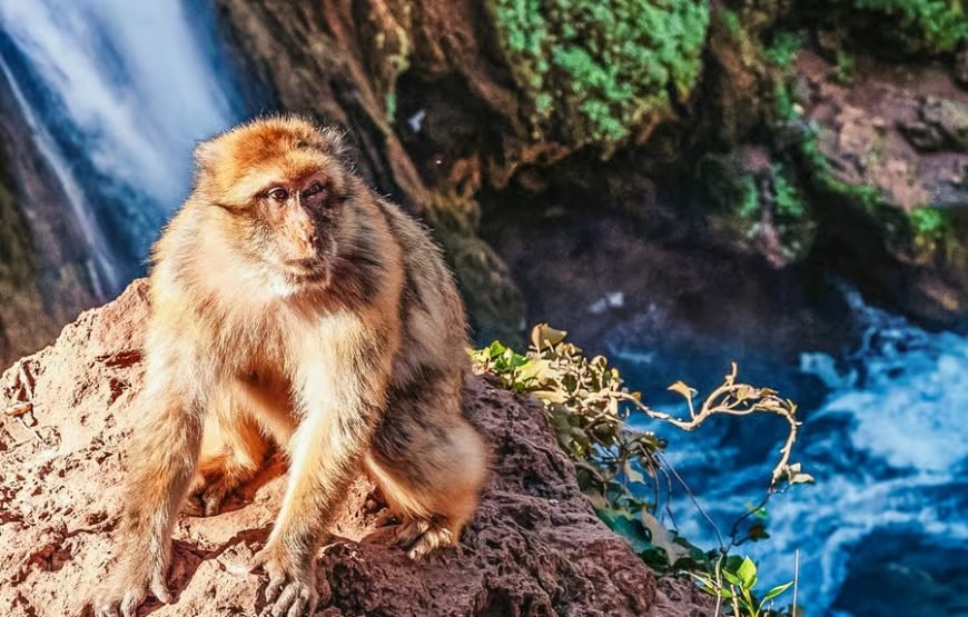 From Marrakech Ouzoud Waterfalls Guided Tour