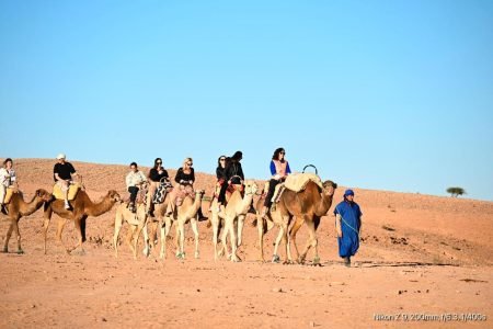 camels tou in agafay marrakech
